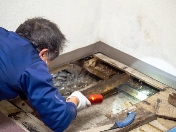 Best Attic Mold Remediation in Ata, OK