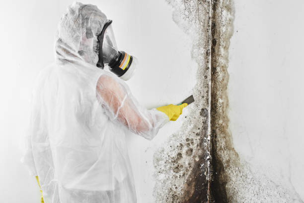 Best Bathroom Mold Remediation in Ata, OK