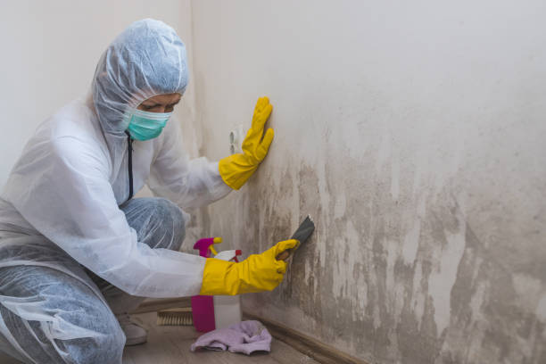 Best Post-Flood Mold Remediation in Ata, OK