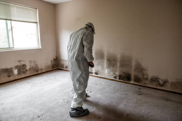 Best White Mold Remediation in Ata, OK