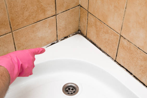 Best Black Mold Remediation in Ata, OK